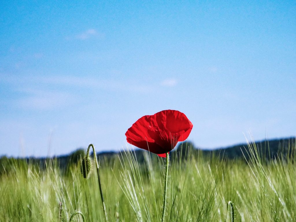 A selective focus shot of a red poppy growing in the middle of a greenfield under the clear sky