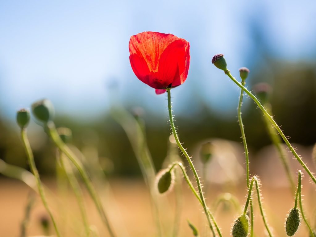 A selective focus shot of a red poppy in the middle of a field